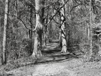 Weiter auf dem Waldweg  PENTAX K-3 Mark III Monochrome, HD PENTAX - DA* 2.8/16-50 ED PLM AW  - 04.04.2025 -