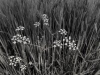 Blüten am Feldrand  PENTAX K-3 Mark III Monochrome, HD PENTAX - DA* 2.8/ 11-18 ED DC AW  - 05,05,2025 -