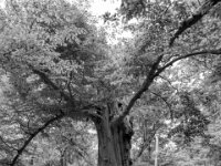 Die Baumkrone fehlt seit einigen Stürmen  PENTAX K-3 Mark III Monochrome, HD PENTAX - DA* 2.8/ 11-18 ED DC AW  - 05,05,2025 -