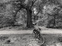 Halt an der alten Buche  PENTAX K-3 Mark III Monochrome, HD PENTAX - DA* 2.8/ 11-18 ED DC AW  - 05,05,2025 -