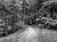 Waldweg Testerberge  PENTAX K-3 Mark III Monochrome, HD PENTAX - DA* 2.8/ 11-18 ED DC AW  - 05,05,2025 -