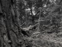 Pilze  PENTAX K-3 Mark III Monochrome, HD PENTAX - DA* 2.8/ 11-18 ED DC AW  - 05,05,2025 -