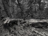 Äste am Boden  PENTAX K-3 Mark III Monochrome, HD PENTAX - DA* 2.8/ 11-18 ED DC AW  - 05,05,2025 -