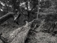 Gefallene Baumkrone  PENTAX K-3 Mark III Monochrome, HD PENTAX - DA* 2.8/ 11-18 ED DC AW  - 05,05,2025 -