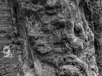 Baumpilze zersetzen die Buche  PENTAX K-3 Mark III Monochrome, HD PENTAX - DA* 2.8/ 11-18 ED DC AW  - 05,05,2025 -