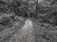 Folge dem Waldweg  PENTAX K-3 Mark III Monochrome, HD PENTAX - DA* 2.8/ 11-18 ED DC AW  - 05,05,2025 -