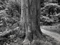 Die geritzten Namen verschwinden  PENTAX K-3 Mark III Monochrome, HD PENTAX - DA* 2.8/ 11-18 ED DC AW  - 05,05,2025 -
