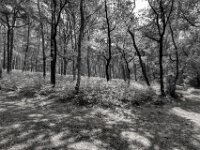 Birken und Kiefern  PENTAX K-3 Mark III Monochrome, HD PENTAX - DA* 2.8/ 11-18 ED DC AW  - 05,05,2025 -