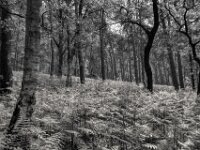Farn  PENTAX K-3 Mark III Monochrome, HD PENTAX - DA* 2.8/ 11-18 ED DC AW  - 05,05,2025 -