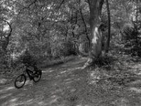 Halt an der Waldwegkreuzung  PENTAX K-3 Mark III Monochrome, HD PENTAX - DA* 2.8/ 11-18 ED DC AW  - 05,05,2025 -