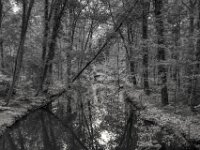 Der Rotbach  PENTAX K-3 Mark III Monochrome, HD PENTAX - DA* 2.8/ 11-18 ED DC AW  - 05,05,2025 -