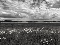 Blüten am Rhein  PENTAX K-3 Mark III Monochrome, HD PENTAX - DA* 2.8/ 11-18 ED DC AW  - 05,05,2025 -