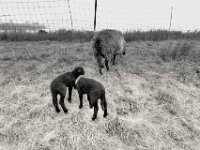 Nachwuchs am Rheindeich  PENTAX K-3 Mark III Monochrome, HD PENTAX - DA* 2.8/ 11-18 ED DC AW  - 05,05,2025 -