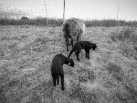 Kleine Schwarze  PENTAX K-3 Mark III Monochrome, HD PENTAX - DA* 2.8/ 11-18 ED DC AW  - 05,05,2025 -