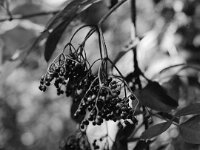 Holunderbeeren  Pentax 645N, SMC FA 645 2.8/75, Kodak Tri X 400   - 06.08.2025 -