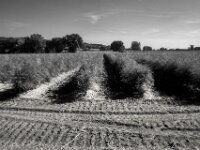 Spargelfeld  Pentax K-1, SMC PENTAX-FA 1.8/31 AL Limited  - 07.09.2025 -