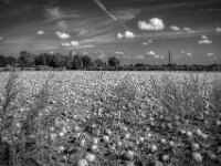 Kürbisfeld  Pentax K-1, SMC PENTAX-FA 1.8/31 AL Limited  - 07.09.2025 -