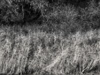 Schilf  PENTAX K-3 Mark III Monochrome SMC PENTAX-FA F1.8/77 Limited  - 06.11.2025 -