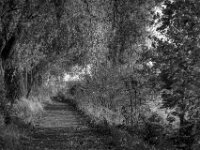 Uferweg II  PENTAX K-3 Mark III Monochrome SMC PENTAX-FA F1.8/77 Limited  - 06.11.2025 -