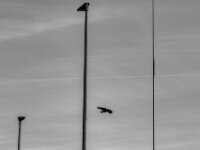 Brückenflug I  PENTAX K-3 Mark III Monochrome SMC PENTAX-FA F1.8/77 Limited  - 06.11.2025 -