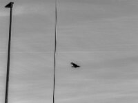 Brückenflug II  PENTAX K-3 Mark III Monochrome SMC PENTAX-FA F1.8/77 Limited  - 06.11.2025 -