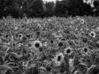 Feld  PENTAX K-3 Mark III Monochrome, smc PENTAX-FA F1.8/77 Limited   - 07.10.2025 -