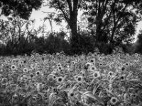 Feld mit Sonnenblumen  PENTAX K-3 Mark III Monochrome, smc PENTAX-FA F1.8/77 Limited   - 07.10.2025 -