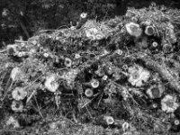 Aufgestapelt  PENTAX K-3 Mark III Monochrome, smc PENTAX-FA F1.8/77 Limited   - 07.10.2025 -