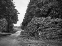 Abgeholzt  PENTAX K-3 Mark III Monochrome, smc PENTAX-FA F1.8/77 Limited   - 07.10.2025 -