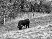 Highland Stier  PENTAX K-3 Mark III Monochrome, smc PENTAX-FA F1.8/77 Limited   - 07.10.2025 -