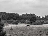 Highlander  PENTAX K-3 Mark III Monochrome, smc PENTAX-FA F1.8/77 Limited   - 07.10.2025 -