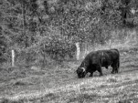Ich treffe ihn seit Jahren  PENTAX K-3 Mark III Monochrome, smc PENTAX-FA F1.8/77 Limited   - 07.10.2025 -