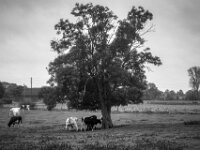 Treffpunkt  PENTAX K-3 Mark III Monochrome, smc PENTAX-FA F1.8/77 Limited   - 07.10.2025 -