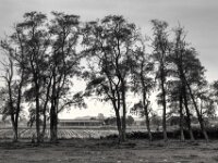 Meine geliebte Baumgruppe  PENTAX K-3 Mark III Monochrome, smc PENTAX-FA F1.8/77 Limited   - 07.10.2025 -
