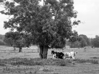 Bunte Gruppe  PENTAX K-3 Mark III Monochrome, smc PENTAX-FA F1.8/77 Limited   - 07.10.2025 -