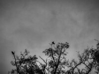 Krähen  PENTAX K-3 Mark III Monochrome, smc PENTAX-FA F1.8/77 Limited   - 07.10.2025 -