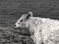 Warm befellt  PENTAX K-3 Mark III Monochrome, smc PENTAX-FA F1.8/77 Limited   - 07.10.2025 -