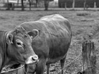 Hallo Kuh  PENTAX K-3 Mark III Monochrome, smc PENTAX-FA F1.8/77 Limited   - 07.10.2025 -