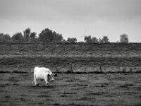 Weidegang  PENTAX K-3 Mark III Monochrome, smc PENTAX-FA F1.8/77 Limited   - 07.10.2025 -