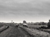 Auf dem Rheindeich  PENTAX K-3 Mark III Monochrome, smc PENTAX-FA F1.8/77 Limited   - 07.10.2025 -