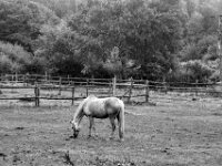 Gefleckter Schimmel  PENTAX K-3 Mark III Monochrome, smc PENTAX-FA F1.8/77 Limited   - 07.10.2025 -