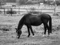 Weisse Blesse  PENTAX K-3 Mark III Monochrome, smc PENTAX-FA F1.8/77 Limited   - 07.10.2025 -
