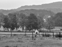 Pferdeweide  PENTAX K-3 Mark III Monochrome, smc PENTAX-FA F1.8/77 Limited   - 07.10.2025 -