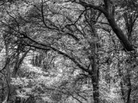Abwärts im Wald  PENTAX K-3 Mark III Monochrome, smc PENTAX-FA F1.8/77 Limited   - 07.10.2025 -