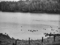 Gänse und Enten  PENTAX K-3 Mark III Monochrome, smc PENTAX-FA F1.8/77 Limited   - 07.10.2025 -