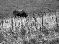 Stier ohne Herde  PENTAX K-3 Mark III Monochrome, smc PENTAX-FA F1.8/77 Limited   - 07.10.2025 -