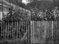 Zaunelemente  PENTAX K-3 Mark III Monochrome, smc PENTAX-FA F1.8/77 Limited   - 07.10.2025 -