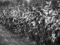 Herbst  PENTAX K-3 Mark III Monochrome, smc PENTAX-FA F1.8/77 Limited   - 07.10.2025 -