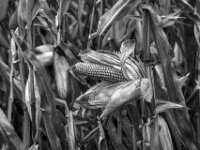 Maiskolben  PENTAX K-3 Mark III Monochrome, smc PENTAX-FA F1.8/77 Limited   - 07.10.2025 -