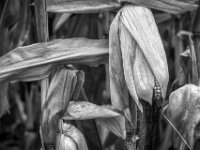 Maiskolben mir Bart  PENTAX K-3 Mark III Monochrome, smc PENTAX-FA F1.8/77 Limited   - 07.10.2025 -